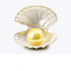 Shell kollekció